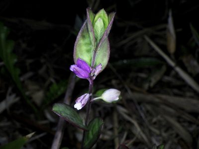 Polygala japonica, photographed by りなべる