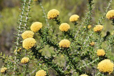 Metalasia aurea, photographed by Andrew Gillespie