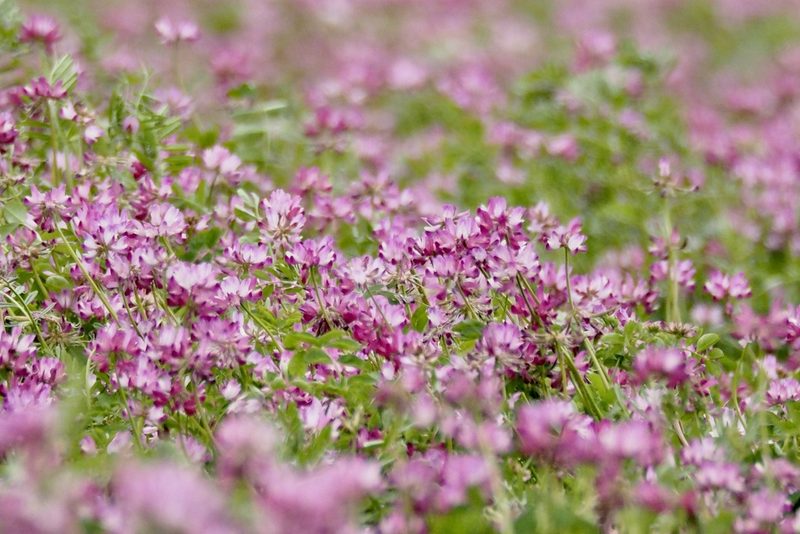 Astragalus sinicus, photographed by りなべる