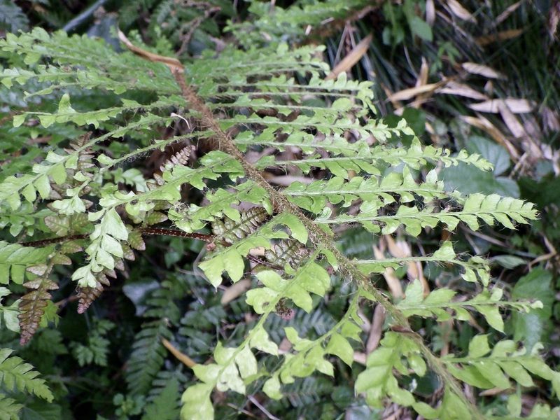Polystichum polyblepharon, photographed by りなべる