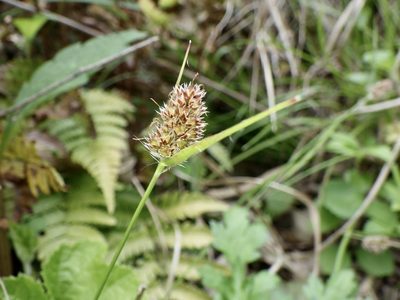 Luzula capitata, photographed by りなべる