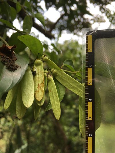 Ventilago leiocarpa, photographed by 何小花