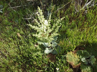 Salvia argentea, photographed by Aissa Djamel Filali