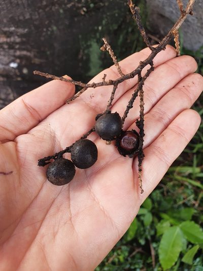 Sabal causiarum, photographed by Yolanda M. Leon