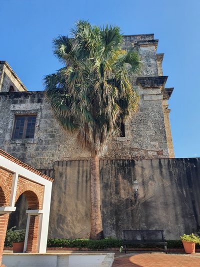Sabal causiarum, photographed by Yolanda M. Leon
