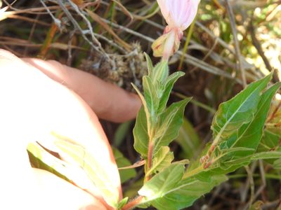 Oenothera tetraptera, photographed by Matthew Fainman