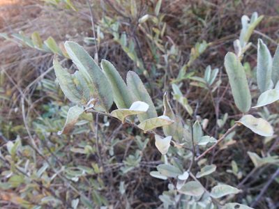 Grewia flava, photographed by Matthew Fainman