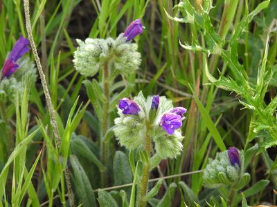 Echium sabulicola, photographed by Aissa Djamel Filali
