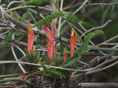 Clinacanthus nutans, photographed by 葉子