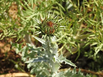 Onopordum macracanthum, photographed by Aissa Djamel Filali