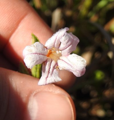 Ruellia patula, photographed by Matthew Fainman