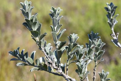 Podalyria myrtillifolia, photographed by Andrew Gillespie