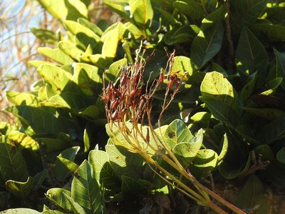 Kalanchoe paniculata, photographed by Matthew Fainman