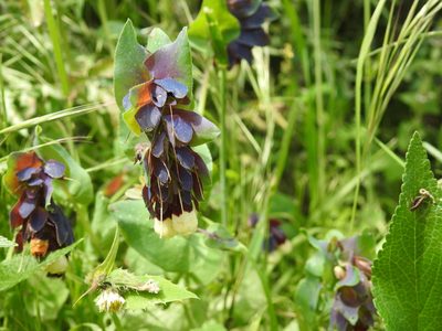 Cerinthe major, photographed by Aissa Djamel Filali