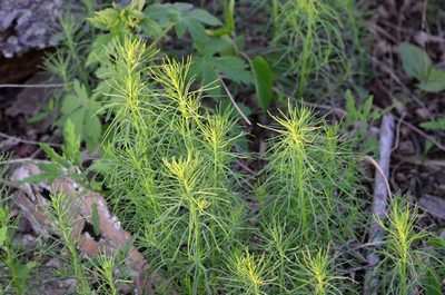 Suaeda glauca, photographed by Zinogre