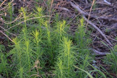 Suaeda glauca, photographed by Zinogre