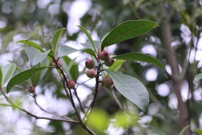 Ficus variolosa, photographed by Agnes Trekker