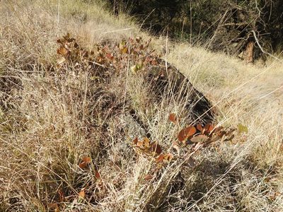 Rhoicissus tridentata, photographed by Matthew Fainman