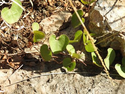 Ipomoea bathycolpos, photographed by Matthew Fainman