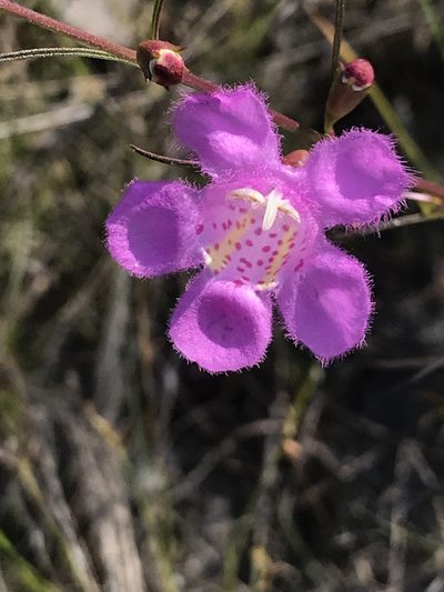 Agalinis harperi, photographed by gcschmidt911