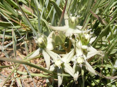 Asclepias eminens, photographed by Andrew Deacon