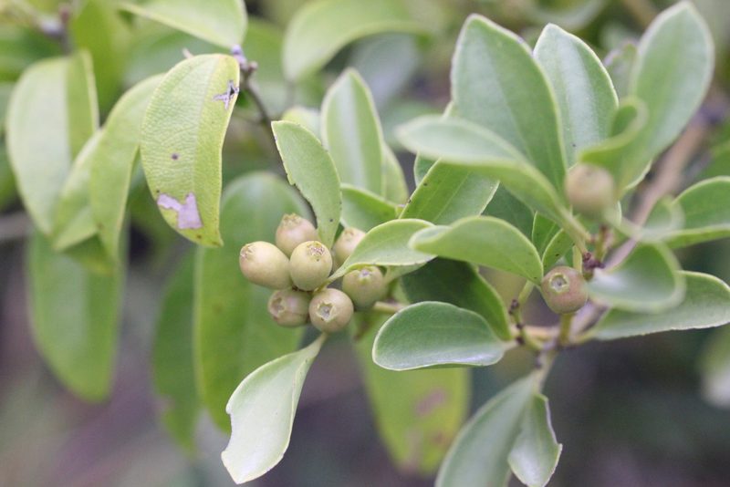 Dendrotrophe varians, photographed by Agnes Trekker