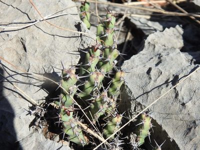 Euphorbia schinzii, photographed by Matthew Fainman