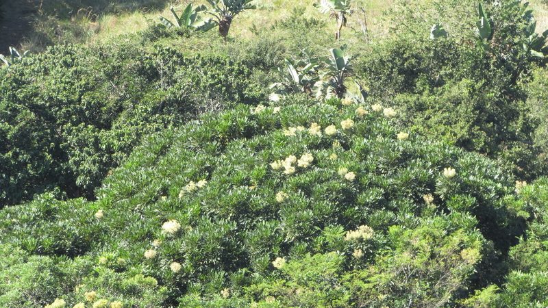 Neocussonia umbellifera, photographed by Mahomed Desai