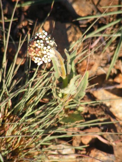 Asclepias fallax, photographed by Andrew Deacon