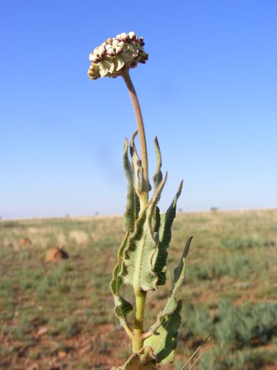 Asclepias fallax, photographed by Andrew Deacon