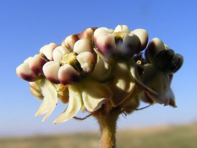 Asclepias fallax, photographed by Andrew Deacon