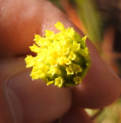 Lasiosiphon sericocephalus, photographed by Matthew Fainman