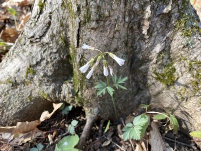 Cardamine angustata, photographed by Mason Heberling