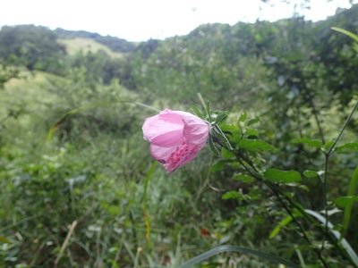 Hibiscus pedunculatus, photographed by Mahomed Desai