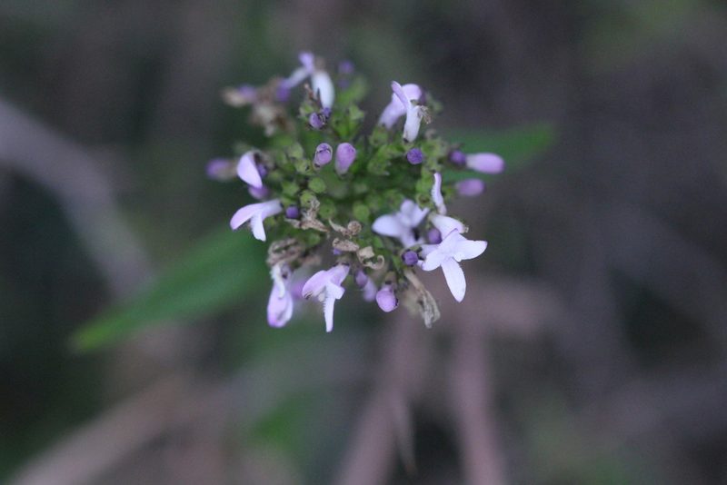 Hedyotis lancea, photographed by Agnes Trekker