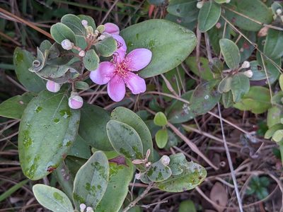 Rhodomyrtus tomentosa, photographed by portioid