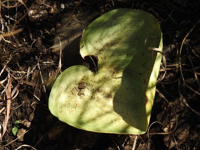 Eriospermum cooperi, photographed by Matthew Fainman
