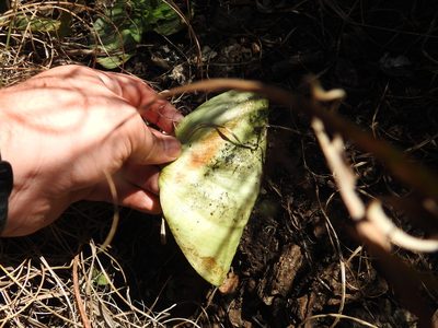 Eriospermum cooperi, photographed by Matthew Fainman