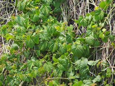 Cissus kerrii, photographed by 葉子