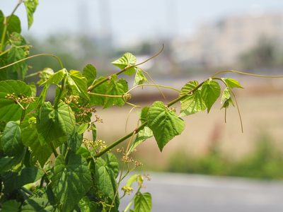 Cissus kerrii, photographed by 葉子
