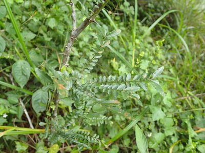 Zanthoxylum capense, photographed by Mahomed Desai