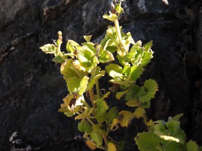 Coleus hadiensis, photographed by Matthew Fainman
