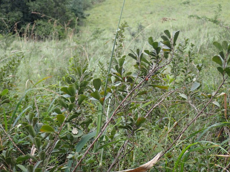 Maesa alnifolia, photographed by Mahomed Desai