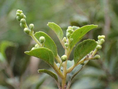 Maesa alnifolia, photographed by Mahomed Desai
