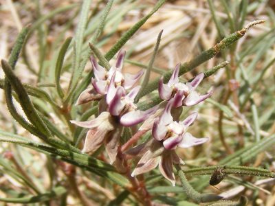 Asclepias stellifera, photographed by Andrew Deacon