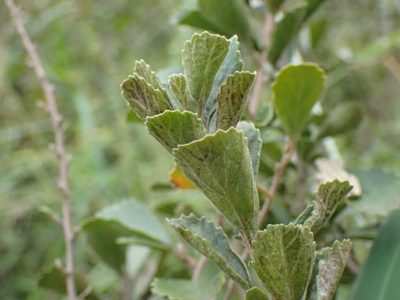 Maesa alnifolia, photographed by Mahomed Desai