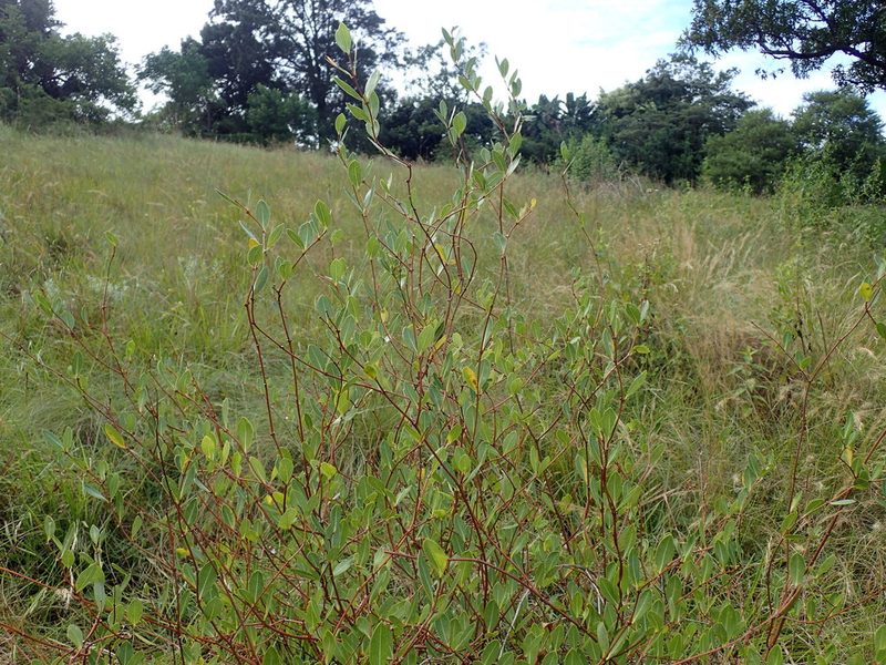 Cryptolepis oblongifolia, photographed by Mahomed Desai