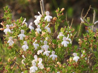 Clinopodium ashei, photographed by novvictan