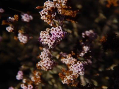 Stoebe capitata, photographed by melda