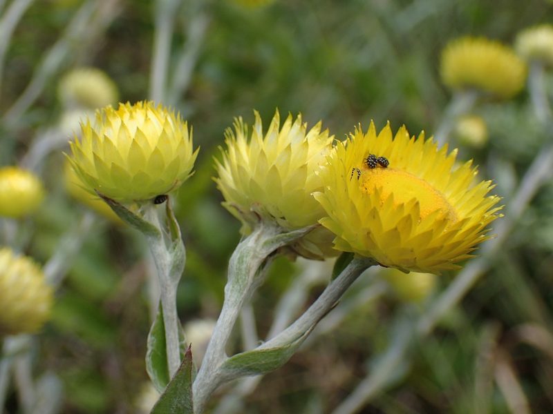 Helichrysum cooperi, photographed by Mahomed Desai